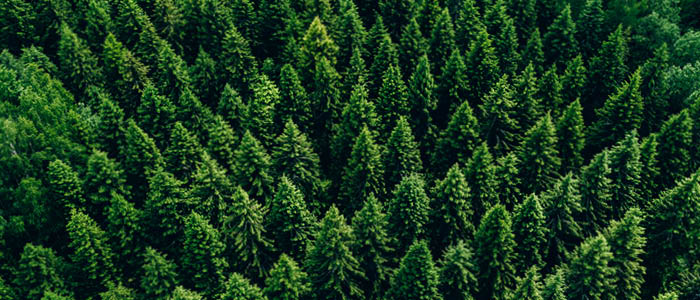 Lextal Advises Dasos Capital on Forest Portfolio Sale