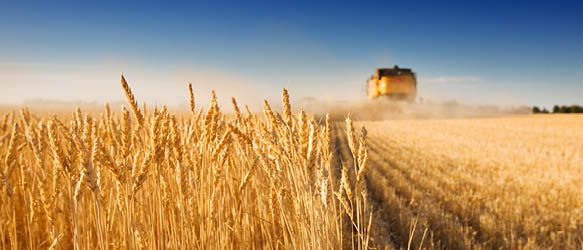 Ilyashev & Partners Advises GrainCorp Ltd in Ukraine