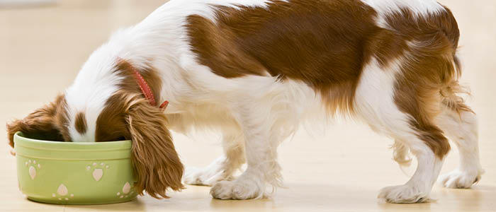 Kondracki Celej and Think Legal Advise on Dogmates' Acquisition of PsiBufet